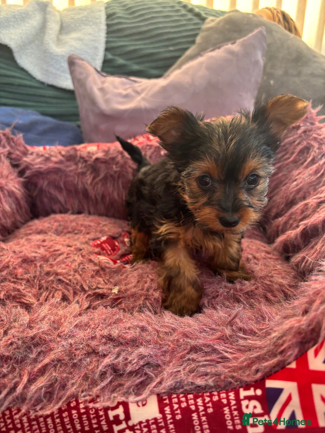 Yorkshire Terrier dogs for sale: Stunning Yorkshire terriers - Image 27