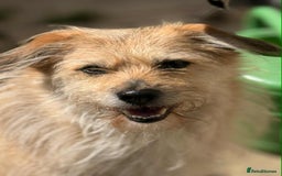 Mixed Breed dogs for adoption: MEET PHOENIX in Bordon - Image 2