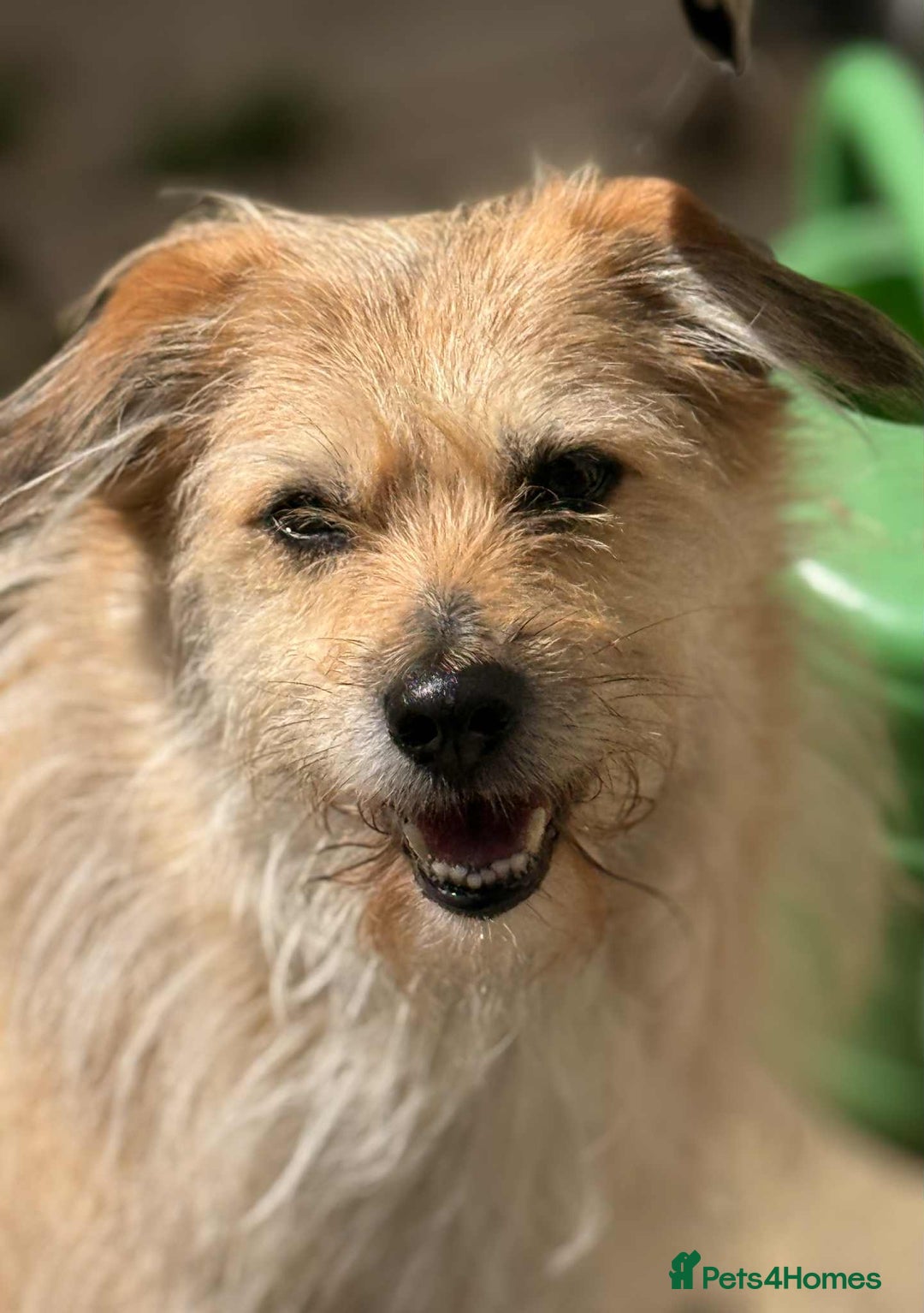 Mixed Breed dogs for adoption: MEET PHOENIX in Bordon - Image 2