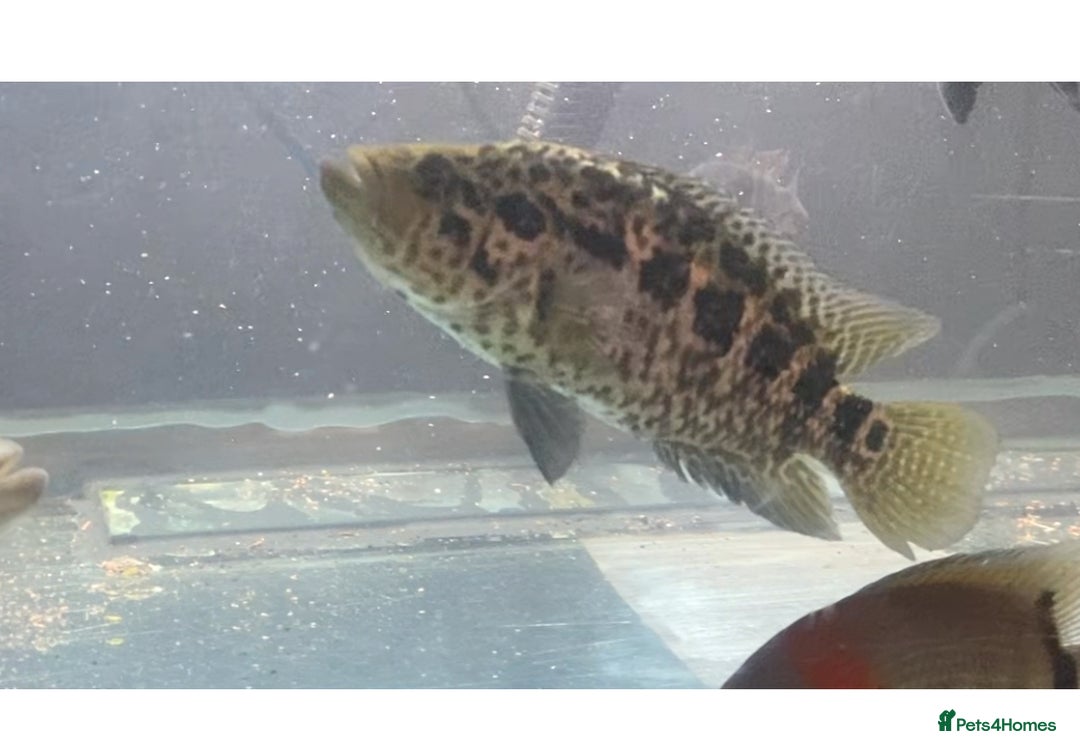 Cichlids fish for sale: American cichlids - Image 1