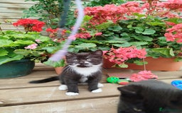 British Shorthair cats for sale: Beautiful kittens  - Image 7