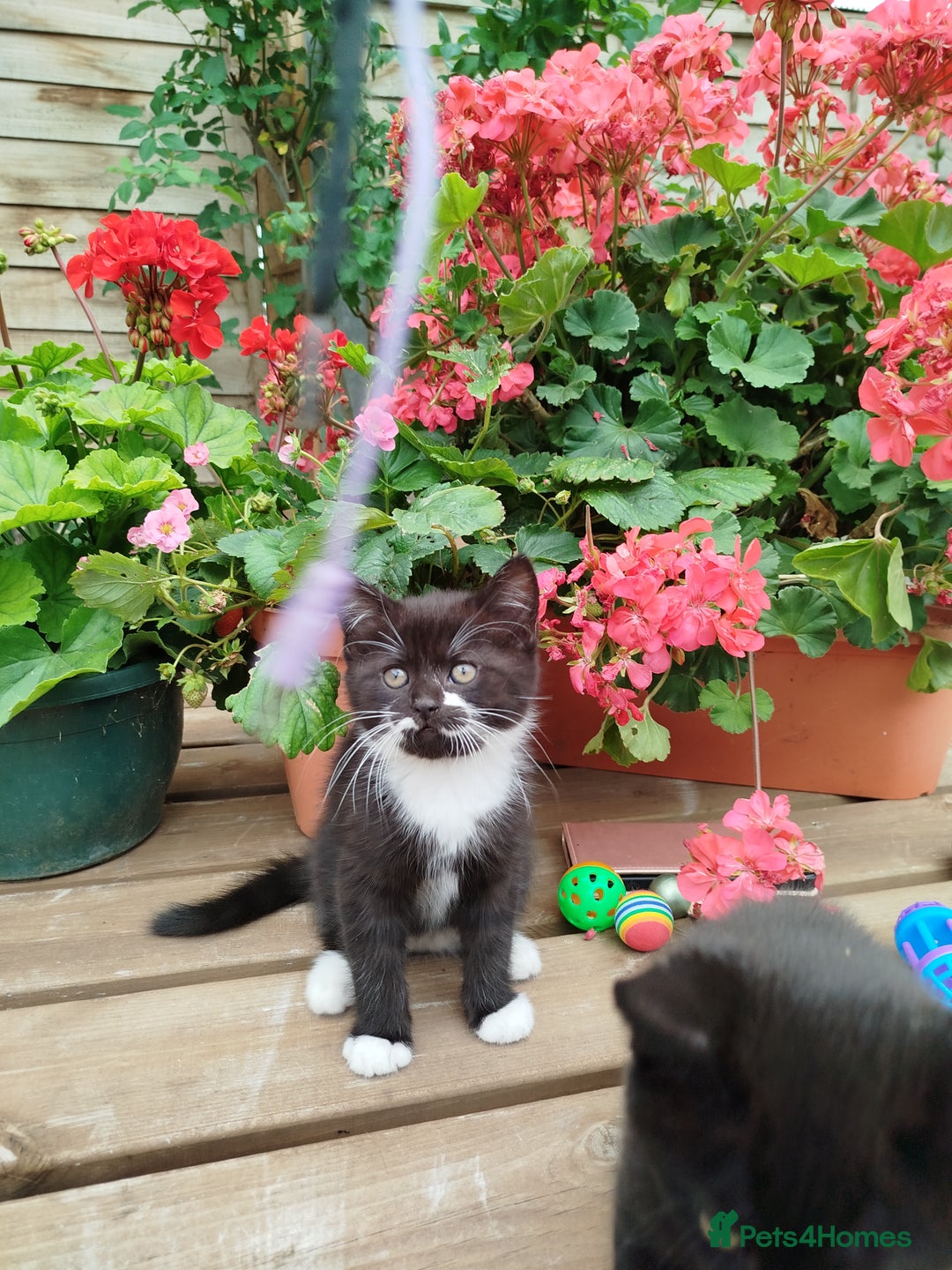 British Shorthair cats for sale: Beautiful kittens  - Image 7