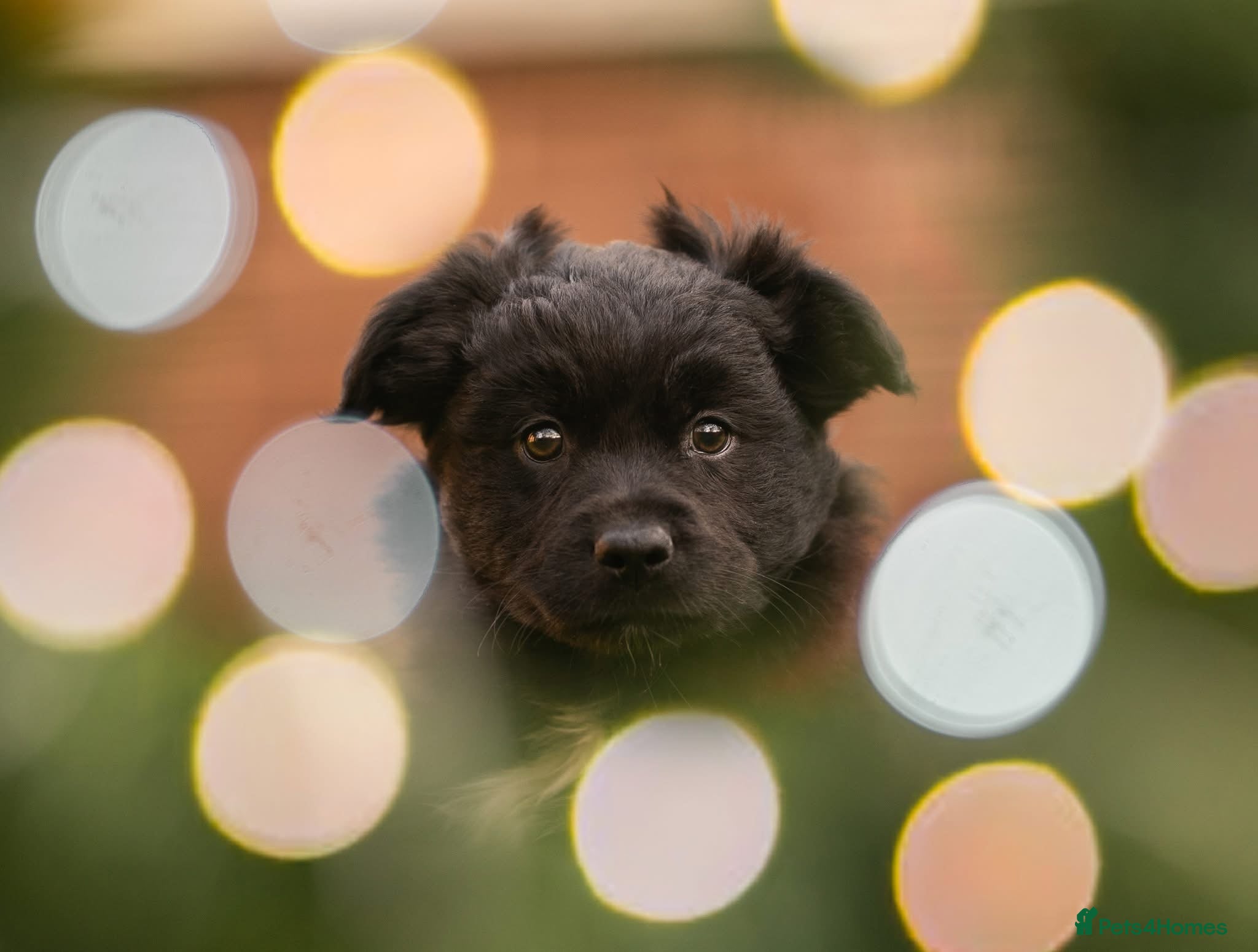 Australian Shepherd dogs Male MAS Available  - Advert 1