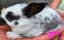 English Spot rabbits for sale: Rabbits for sale  - Image 6