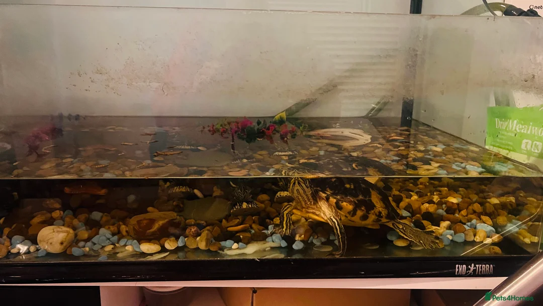 Turtle reptiles for sale: Water turtle  - Advert 2