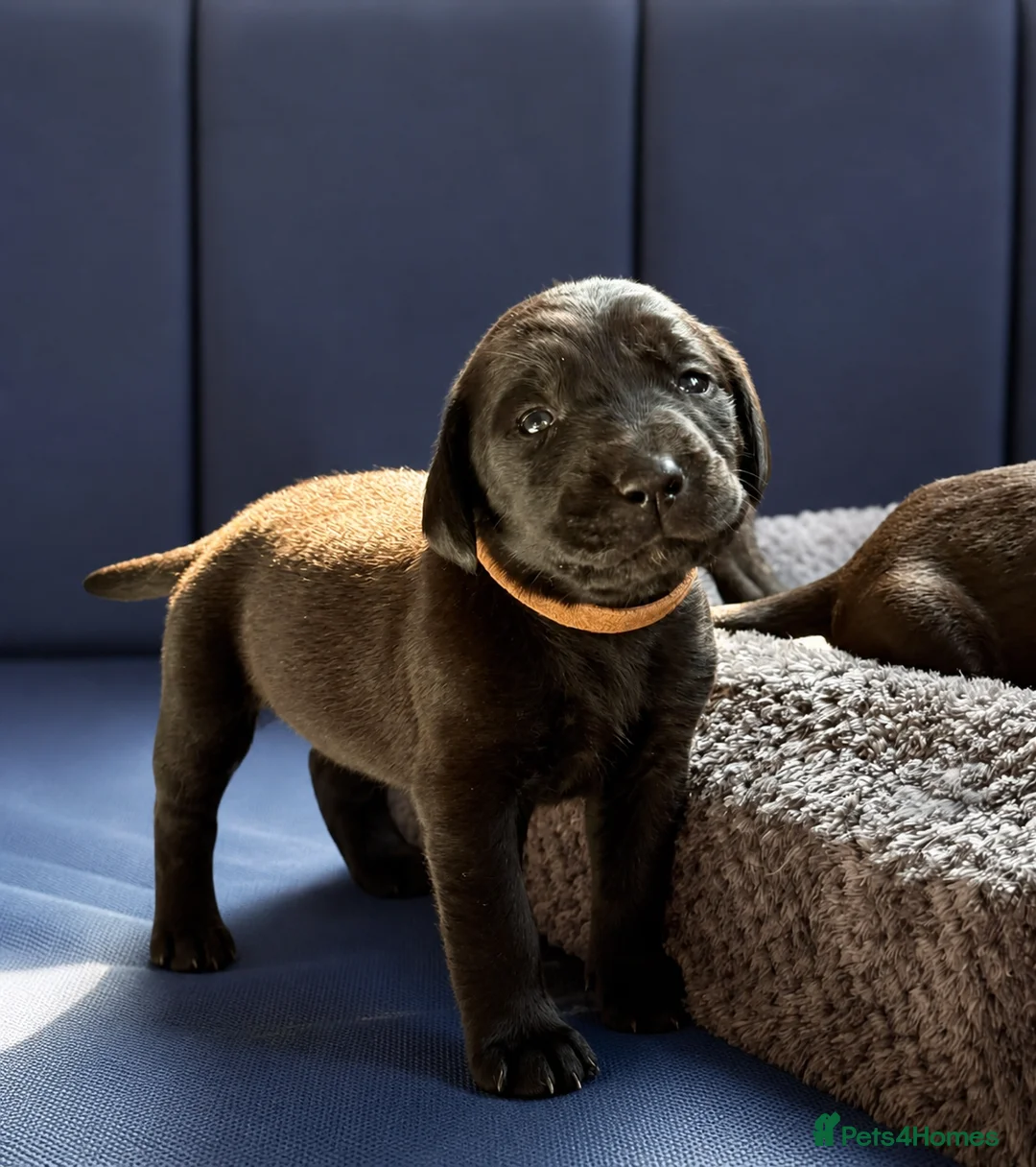 Mixed Breed dogs for sale: 16 Cane Corso x Lurcher puppies.  - Advert 1