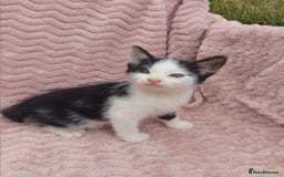 Mixed Breed cats for sale: 3 adorable mixed kittens - Image 6