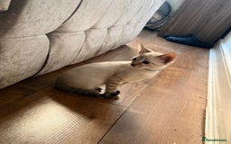 Bengal cats for sale: Snow Lynx Bengal Kittens - Image 29