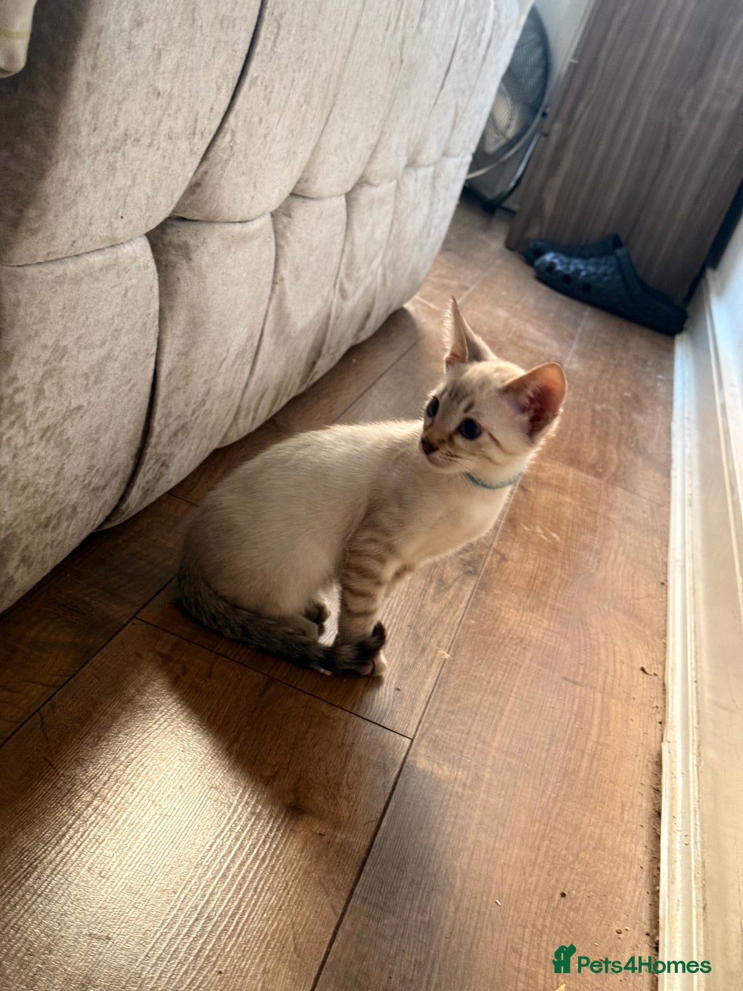 Bengal cats for sale: Snow Lynx Bengal Kittens - Image 29