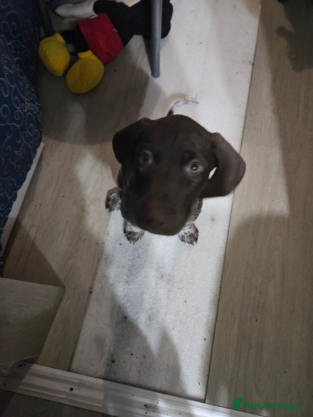 German Shorthaired Pointer dogs for sale: 3 GSP puppies for sale  - Advert 11