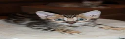 Bengal cats for sale: One Brown Rosette Male Bengal Left! - Advert 30