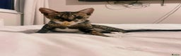 Savannah cats for sale: Beautiful Savannah Girl for 5* home,breeding queen - Advert 5