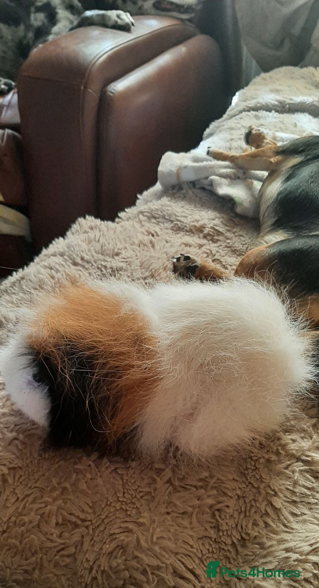 Guinea Pig rodents Swiss female - Advert 1