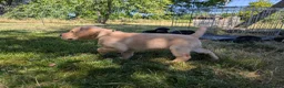Labrador Retriever dogs for sale: Beautiful, happy Labrador puppies in Ledbury - Advert 6