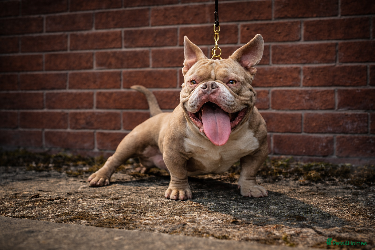 American Bully dogs 🏆 Top Tier ICE BABY Stand at Stud - Advert 1