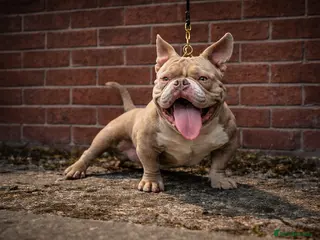 American Bully dogs 🏆 Top Tier ICE BABY Stand at Stud - Advert 6