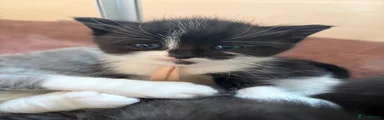 Ragdoll Kitten 7