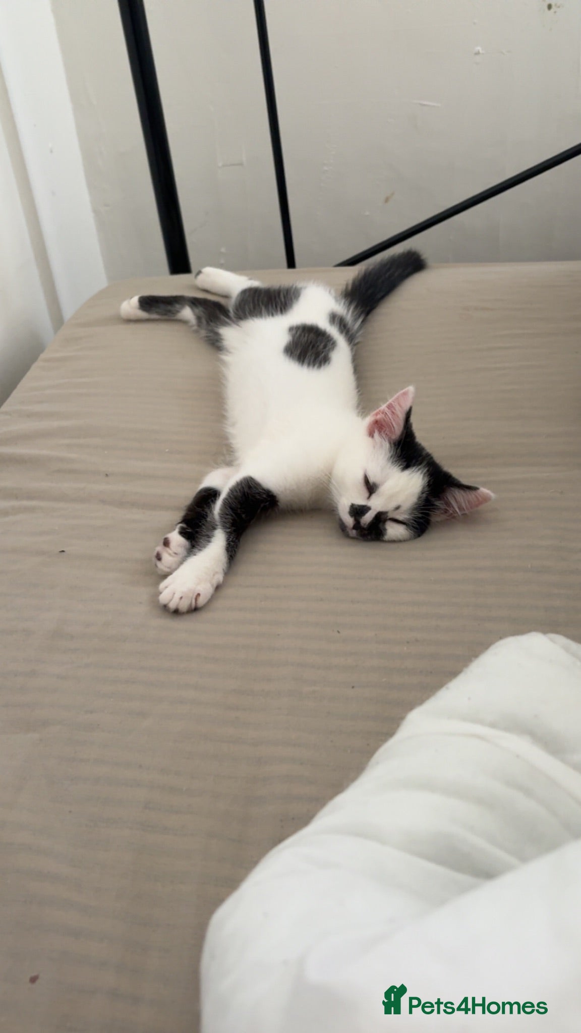 Domestic Shorthair cats Beautiful Female British Shorthair Kitten For Sale - Advert 1