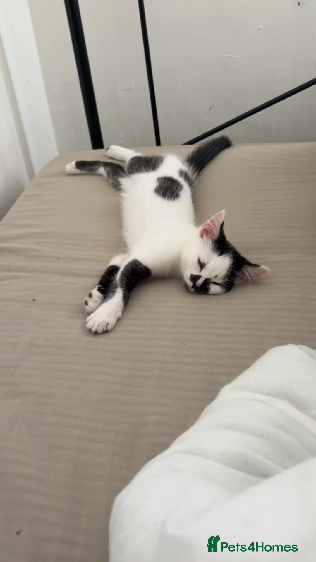 Domestic Shorthair cats for sale: Beautiful Female British Shorthair Kitten For Sale in Grimsby - Advert 1