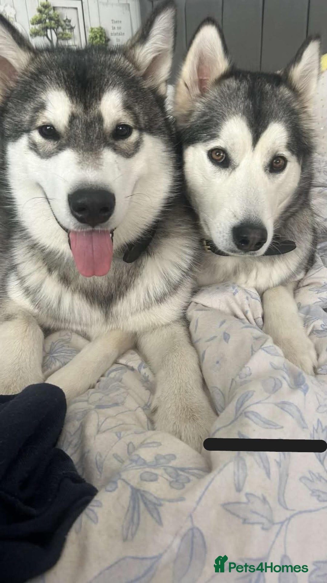 Alaskan Malamute dogs for sale: Alaskan Malamute Puppies - Advert 9