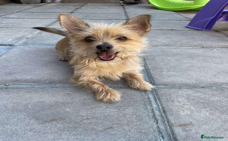 Chorkie dogs - Advert 1