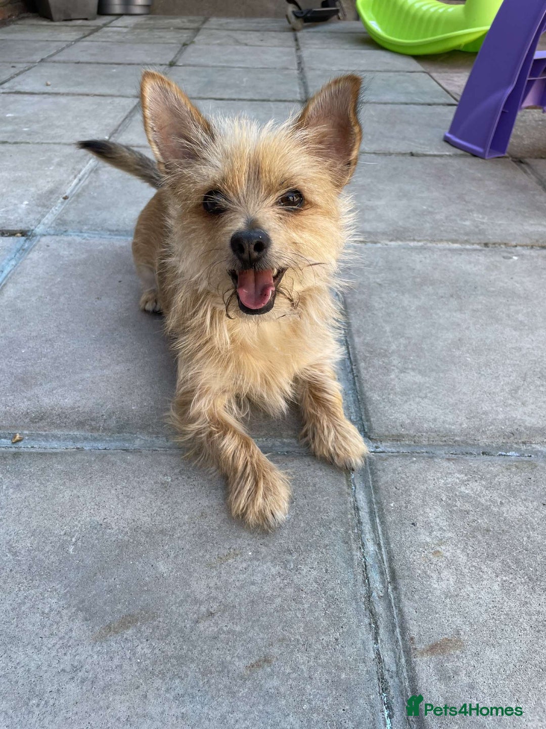 Chorkie dogs for sale: Reggie - Image 1