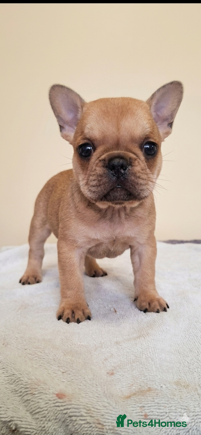 French Bulldog dogs Stunning Frenchie babies - Advert 18