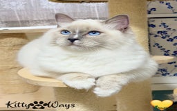 Ragdoll cats for sale: 🐾🩷*TICA REG* EU RAGDOLL KITTENS🌟 DNA CLEAR 🩵🐾 - Advert 4