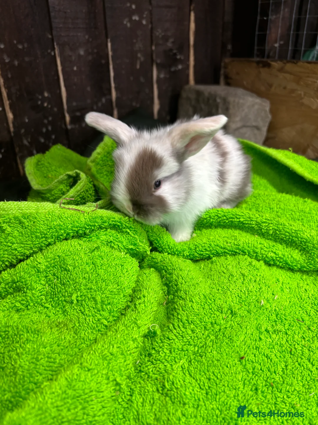 Mini Lop rabbits for sale: mini lop ear babies - Advert 13