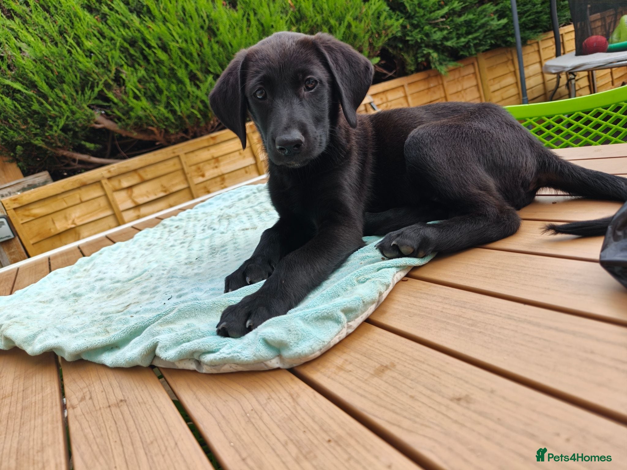 Mixed Breed dogs Red fox Labrador x Akita X GSD  - Advert 1