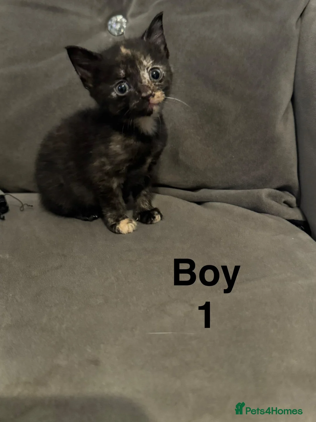 Maine Coon cats for sale: Maine coon kittens  - Advert 2
