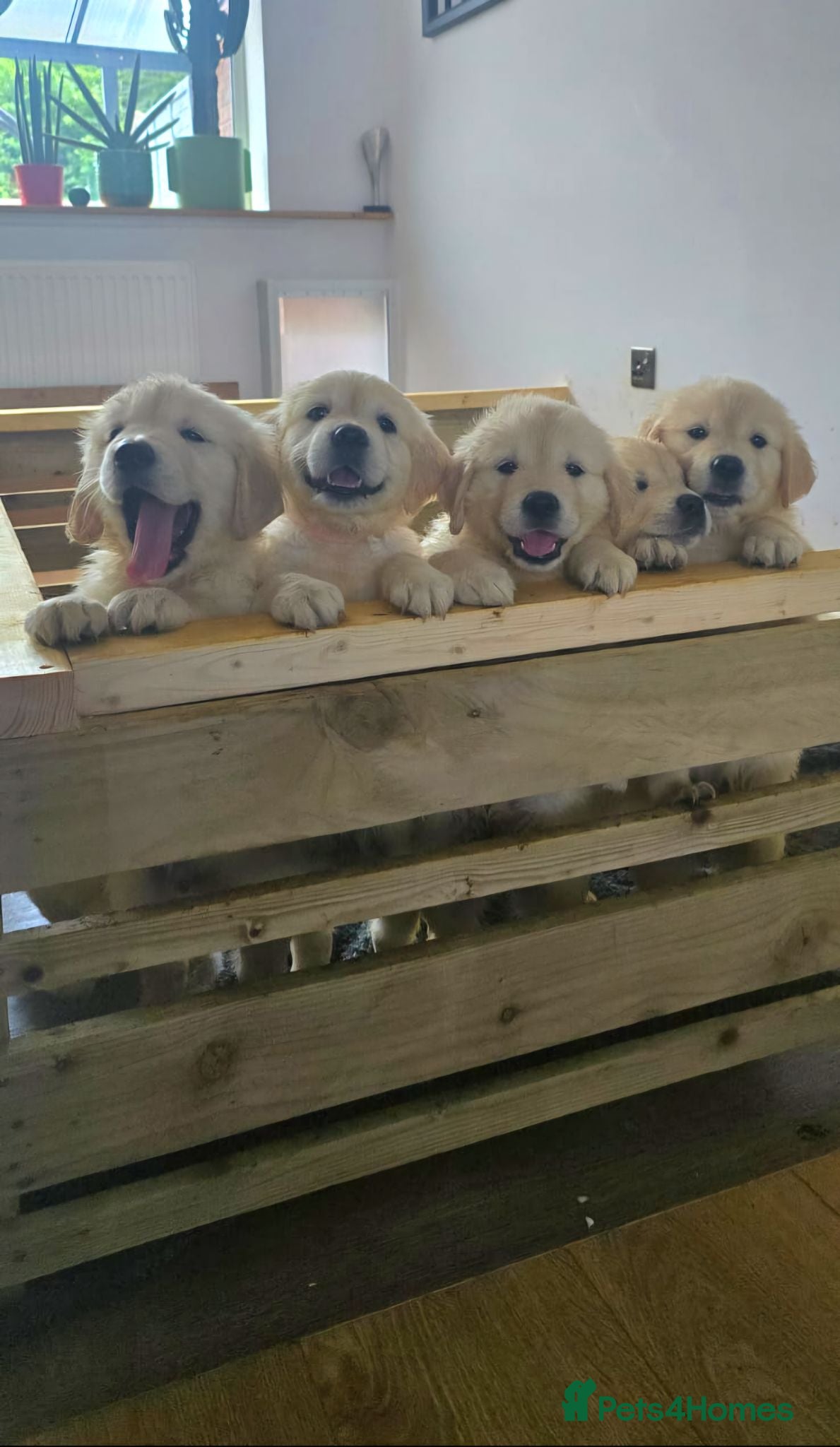 Golden Retriever dogs KC Registered Showline Golden Retriever Puppies - Advert 12
