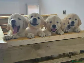 Golden Retriever dogs KC Registered Showline Golden Retriever Puppies - Advert 12