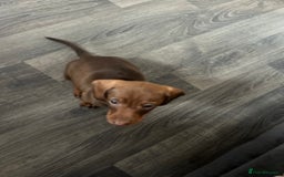 Miniature Dachshund dogs for sale: Stunning minature dachshund puppies - Image 23