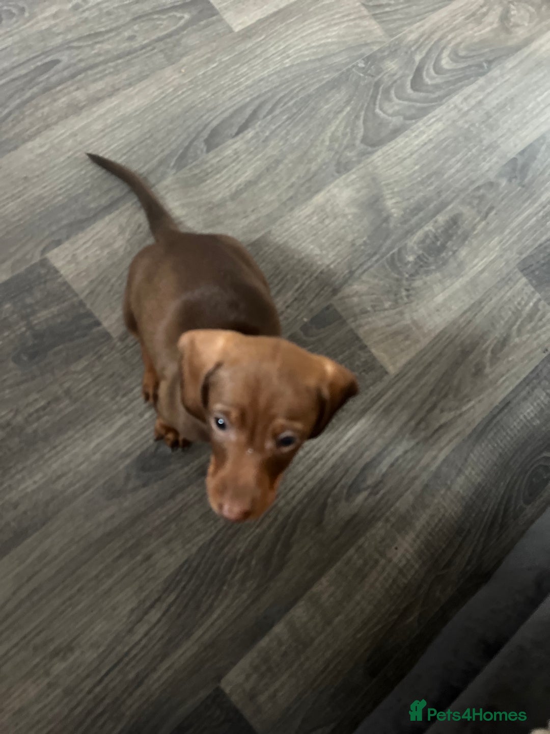 Miniature Dachshund dogs for sale: Stunning minature dachshund puppies - Image 23