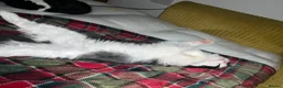 Mixed Breed cats for sale: Bibble & Babble in Whitstable - Advert 4