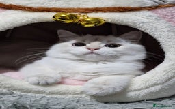 British Shorthair cats for sale: Pedigree British shorthair boy, Champion parents.  - Image 17