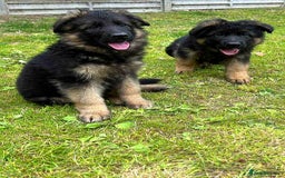 German Shepherd dogs for sale: Outstanding KC longhaired german shepherd puppies - Image 14