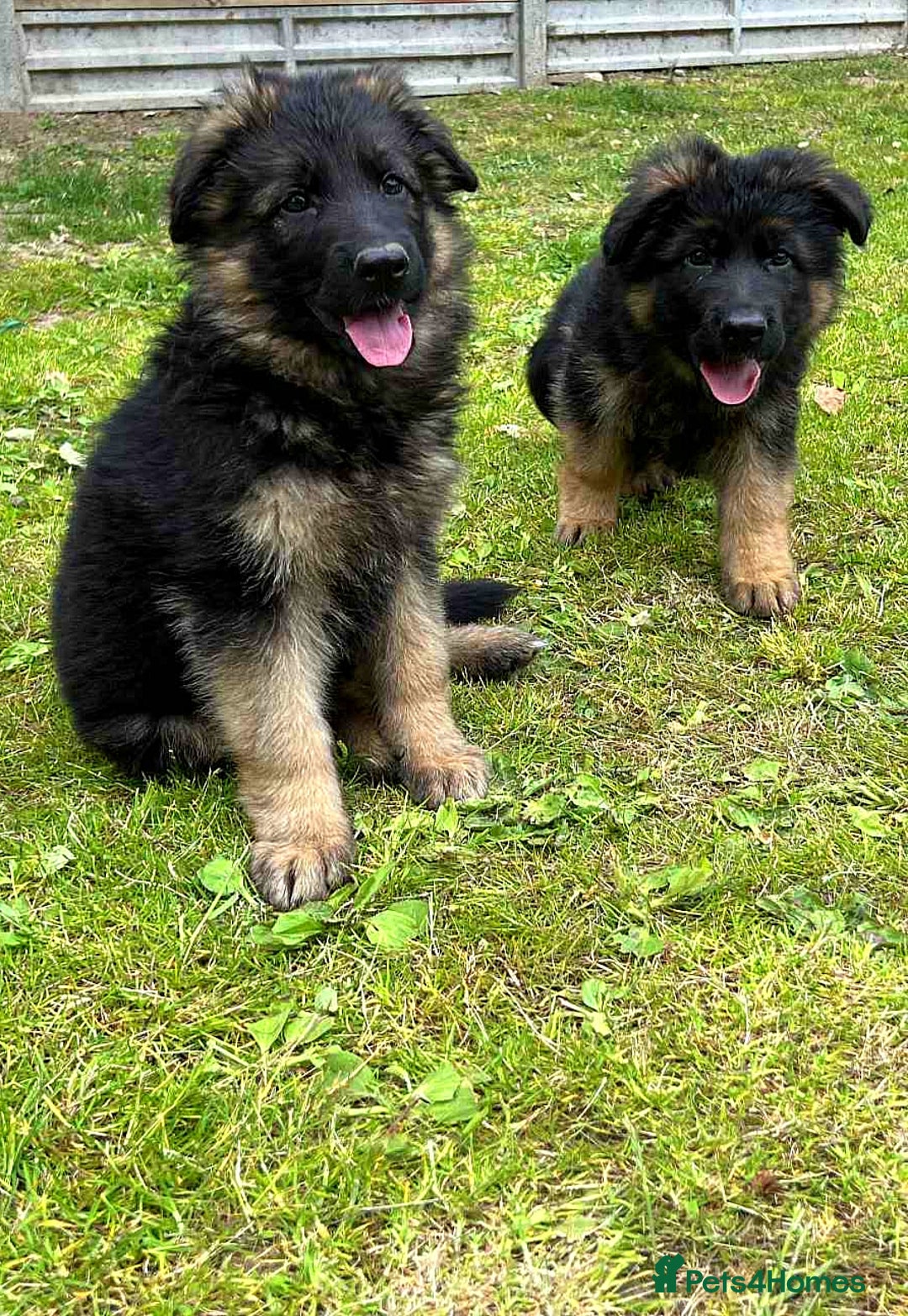 German Shepherd dogs for sale: Outstanding KC longhaired german shepherd puppies - Image 14