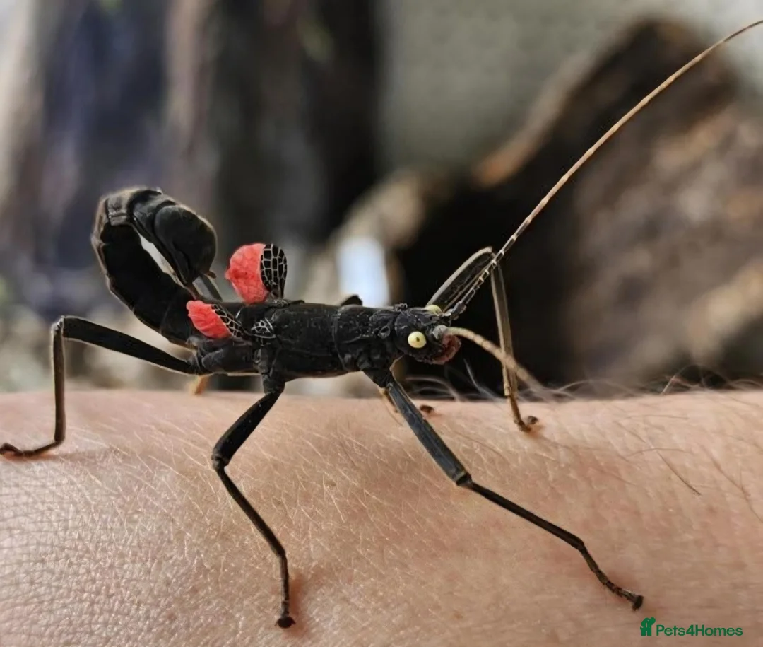 Stick Insects invertebrates for sale: Black Beauty Stick Insects in Brighton - Advert 1