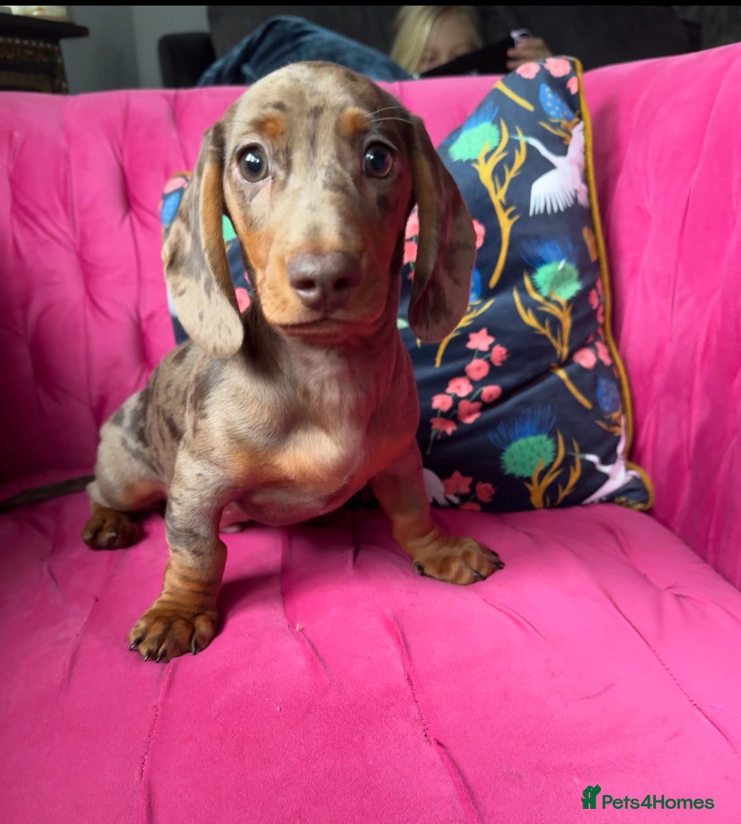 Miniature Dachshund dogs for sale: ‼️ READY NOW‼️ Miniature smooth hair dachshund - Advert 2