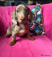 Miniature Dachshund dogs ‼️ READY NOW‼️ Miniature smooth hair dachshund - Advert 10