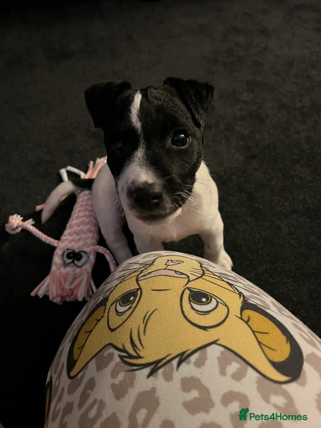 Jack Russell dogs for sale: Female Jack Russel  - Advert 39