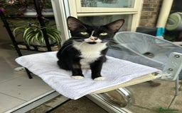 British Shorthair cats for sale: Ms Ninja  - Image 1