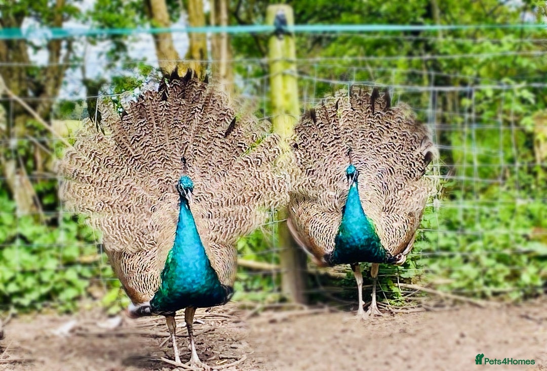 Peafowl poultry for sale: 2 gorgeous peacock boys  - Image 1