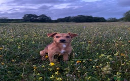 Patterjack dogs for sale: 8 Month Old girl seeking loving forever home - Image 5