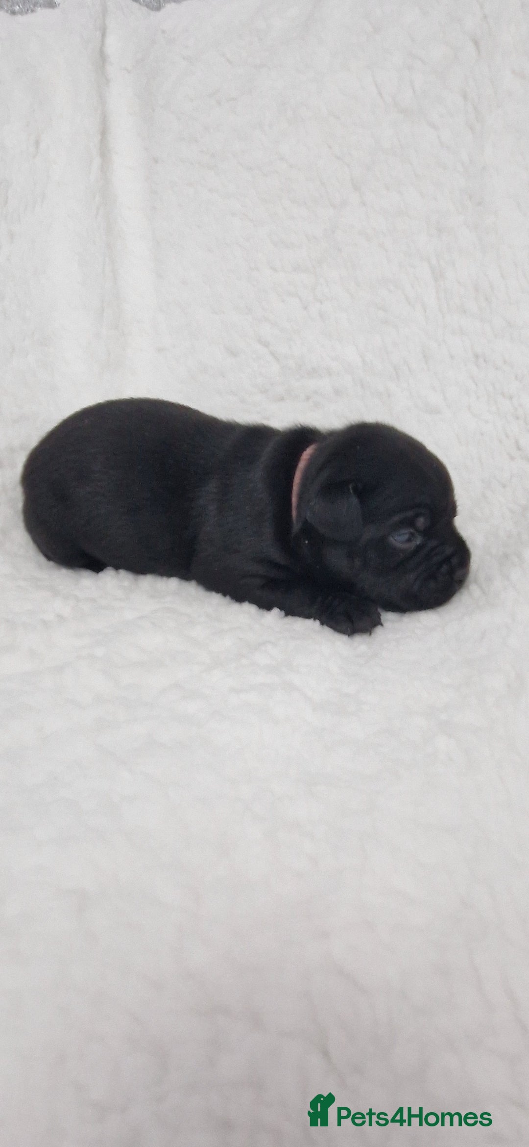 Staffordshire Bull Terrier dogs for sale: 4 Kc Reg Staffordshire Bull Terrier Females 🩷 - Advert 22