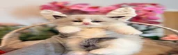 Ragdoll cats for sale: TICA REGISTERED CHAMP LINE EU RAGDOLLS✨️🏆 🩷 - Advert 27