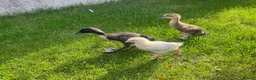 Chickens poultry for sale: Indian runner ducks and chicks available soon! - Advert 5