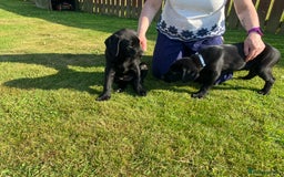 Labrador Retriever dogs for sale: Black Labrador Retriever - Image 6